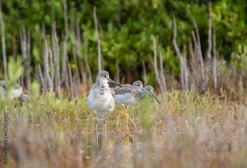 A willet and two yellowlegs feeding in the flooded tidal marsh  photo