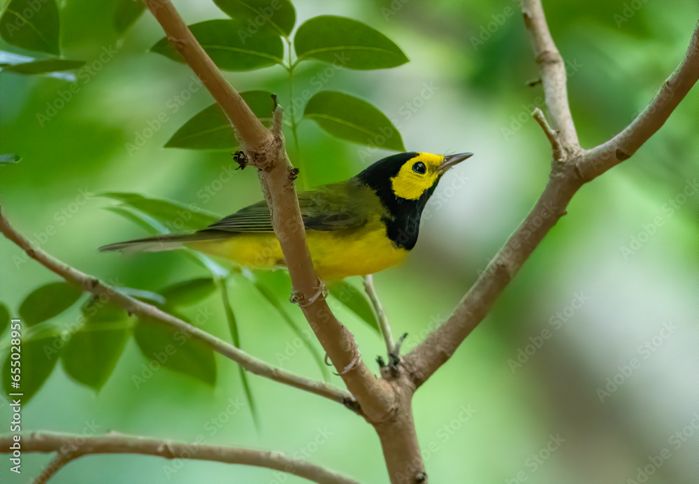 male hooded warbler perched in a bush 