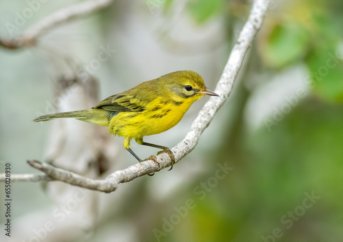 Prairie warbler perched on a branch in the forest.