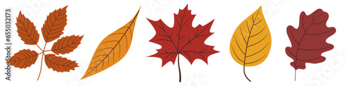 Autumn leaves colorful isolated cutout vector clipart illustration set. Fall season leaves design elements. Tree foilage nature pictogram, logo or icon collection.