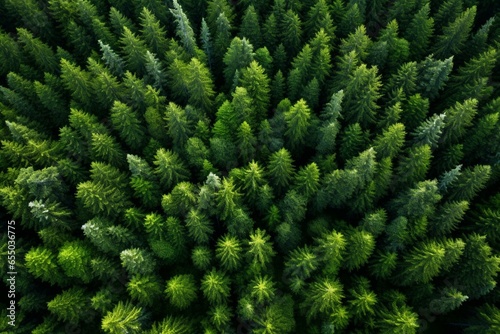 Overhead perspective of Scandinavian evergreen woodland captured by a drone. Generative AI