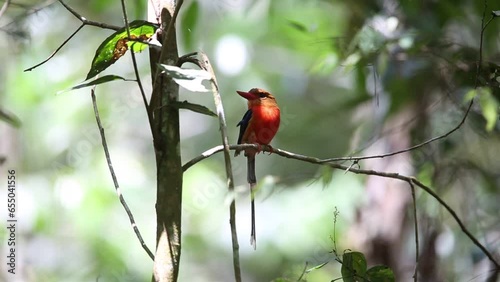 The brown-headed paradise kingfisher (Tanysiptera danae), also known as the russet paradise kingfisher.
 It is endemic to the lowland forest in the Bird's Tail Peninsula (Papua New Guinea). photo