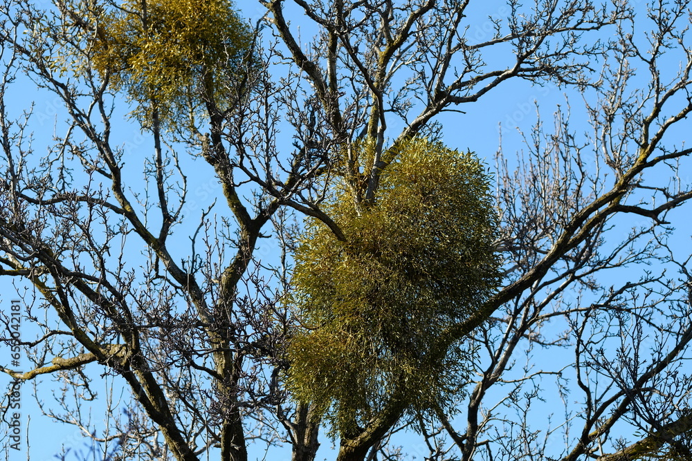 Fototapeta premium mistletoe , Viscum album subsp in Botanical garden