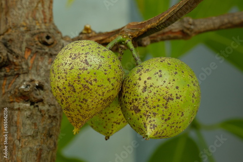 green fruits of Garcinia xanthochymus  photo