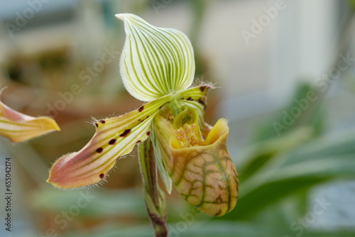 Paphiopedilum , Lady's slipper in full blooming photo