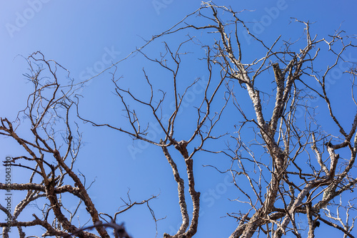 Treetops in the Itabira region