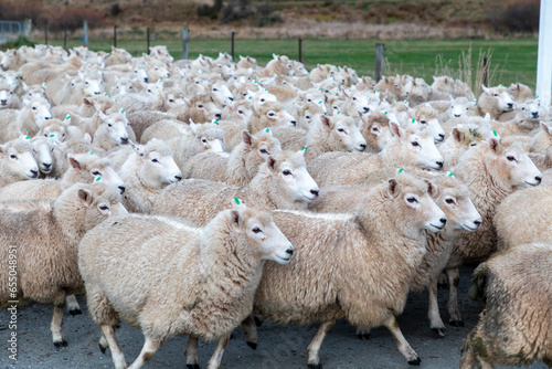 Photograph of a mob of sheep being herded along a road in a valley to a new pasture near Lake Moke near Queenstown on the South Island of New Zealand