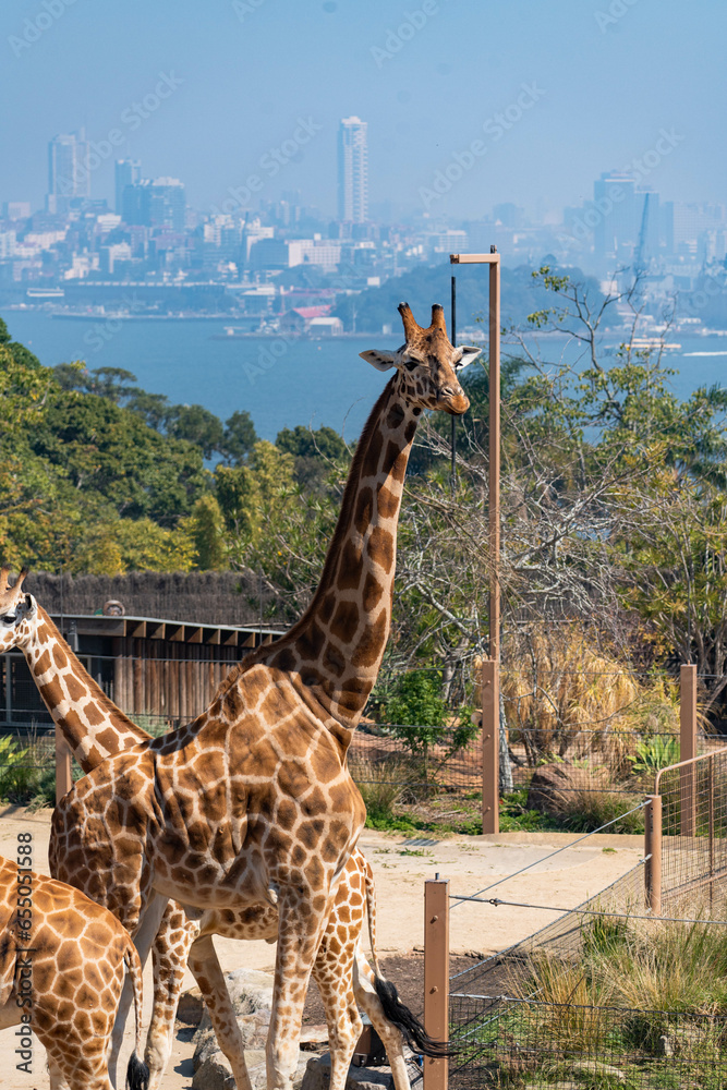 Naklejka premium giraffe in the zoo with Sydney in the background