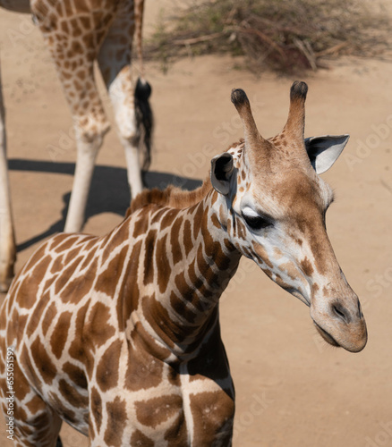 Canvas Print giraffe in the zoo