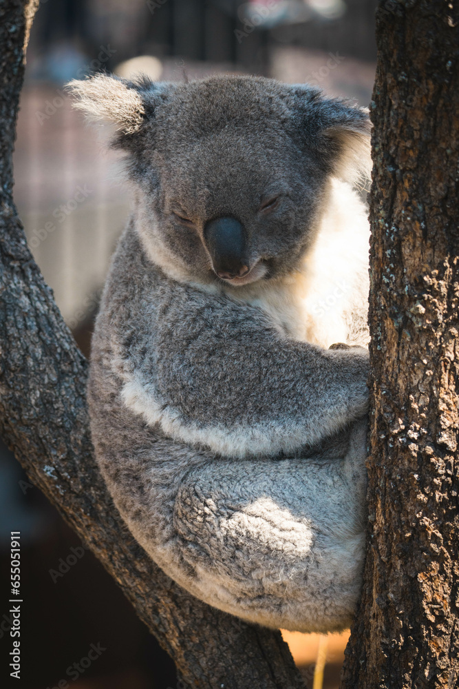 Obraz premium koala in a tree