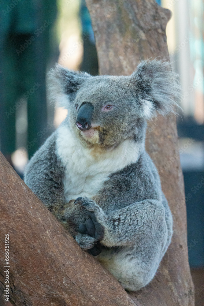 Fototapeta premium koala in a tree