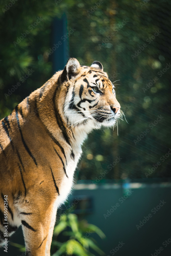 Fototapeta premium tiger in the zoo