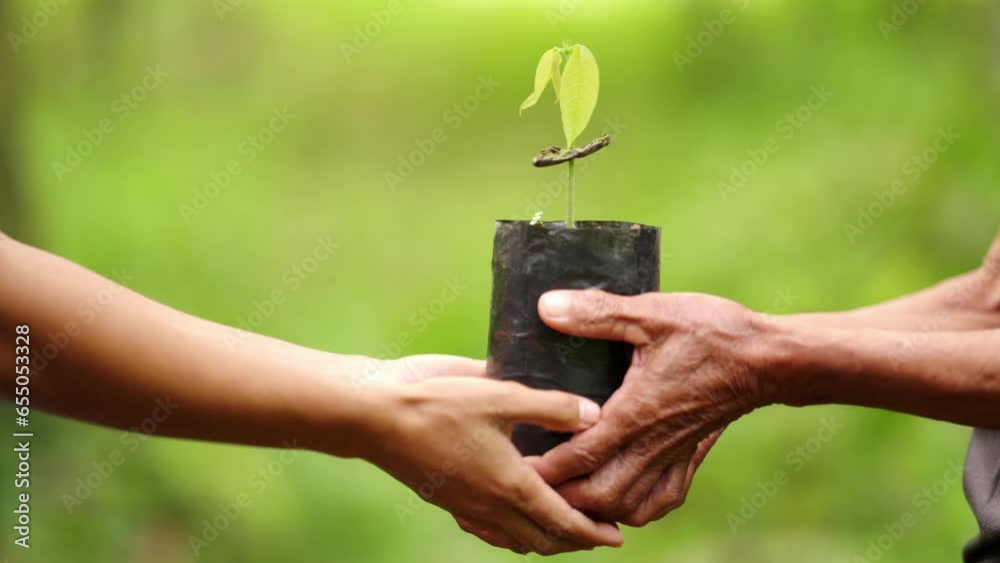 A person giving a tree seedling to carbon offset for sustainable future, green gift