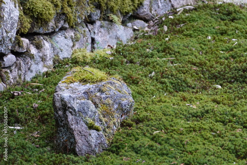 日本庭園の苔庭と庭石