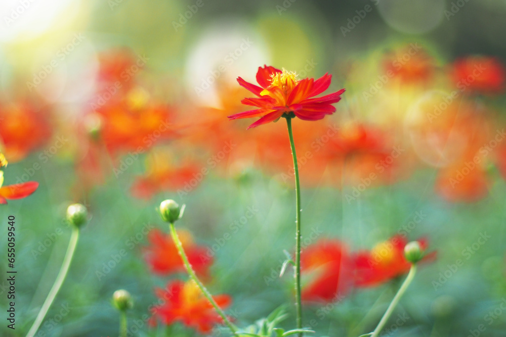 orange cosmos flowers on the defocused background orange cosmos flowers on the defocused background