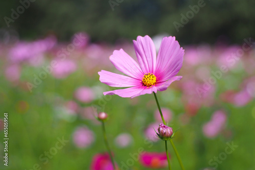 Single pink cosmos flowers on the defocused background