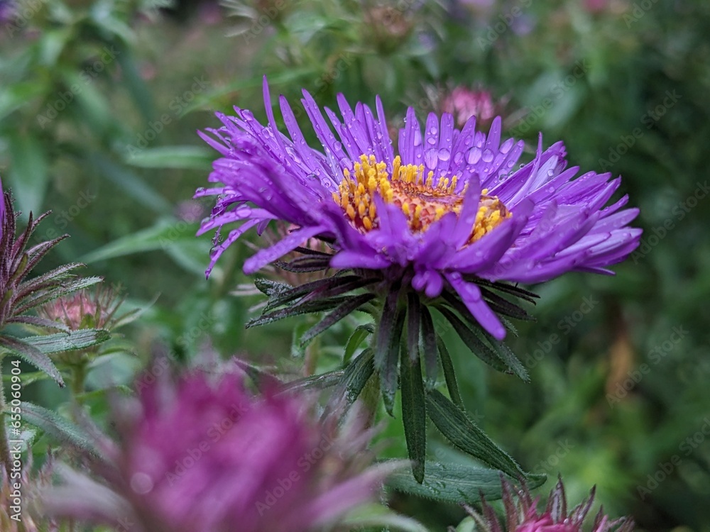 Angled view of rich purple aster blossom surrounded by green foliage. Angled view of rich purple aster blossom surrounded by green foliage.