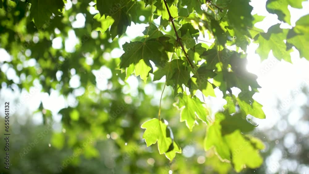 Beautiful green maple leaves on a tree branch on rainy sunny summer day. Beauty in nature.