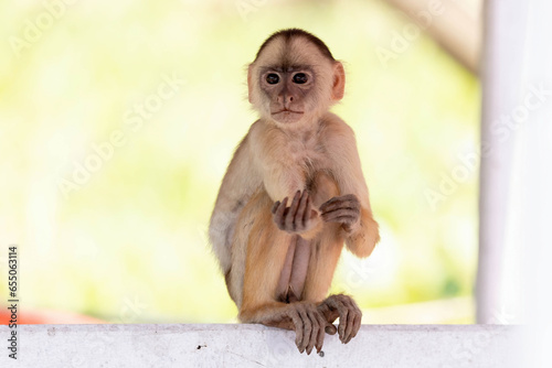 Cute close-up amazon capuchin monkey outdoors photo