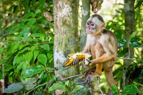 Cute close-up amazon capuchin monkey eating banana in the jungle photo