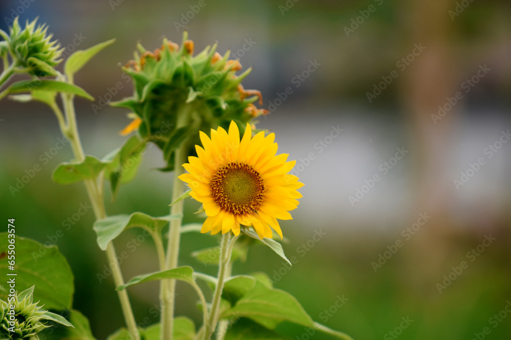 Φωτογραφία The sun tree blooms with a beautiful blur background, the flowers are a mix of y