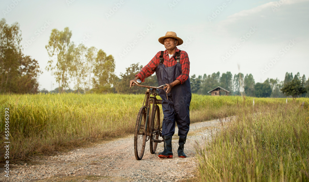 Elderly Asian farmer with old bicycle walking on rural road. Between the green rice fields in countryside, Thailand.
