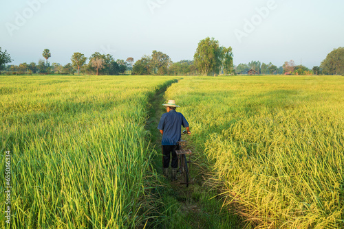 Back view, elderly Asian farmer with old bicycle looking at yellow paddy field in rural lifestyle, Thailand