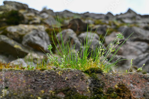 Young green sprout on a background of rock and soil