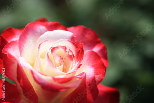 バラの花（Double Delight）