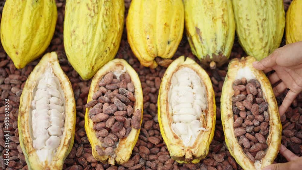 Hands gently place dried cocoa beans on table with pods, artisanal chocolate