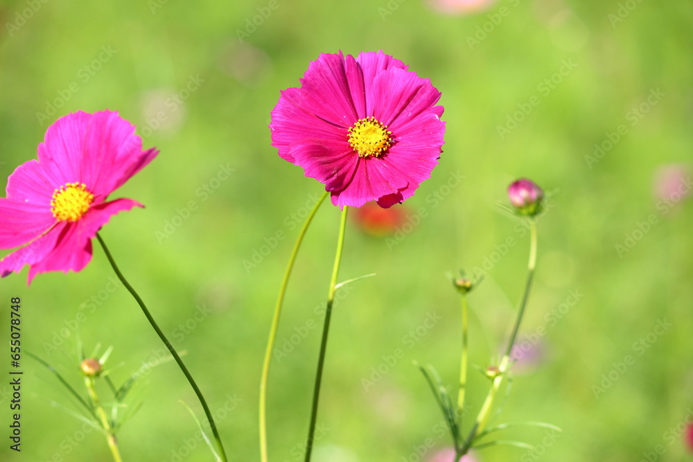 秋の光をあびて咲くコスモスの花