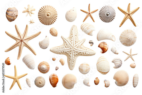 Sea shells isolated on transparent background,Transparency 