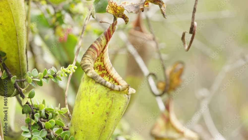 closeup, nepenthe species carnivorous pitcher plant in the wild, closeup insect eater