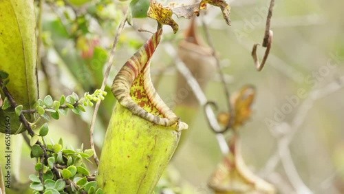closeup, nepenthe species carnivorous pitcher plant in the wild, closeup insect eater
