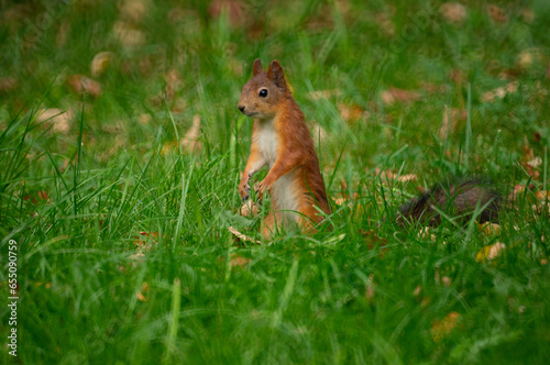 red squirrel in the grass © Mikhail