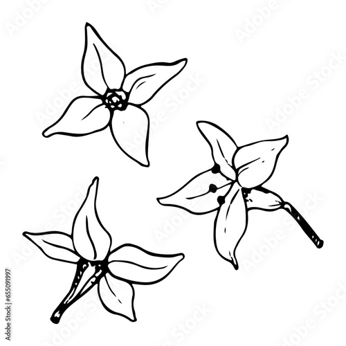 Vector tiny flowers of sea buckthorn with four petals floral illustration. Black and white graphic plant drawing in simple minimalist style for medical plants, herbs and organic products design