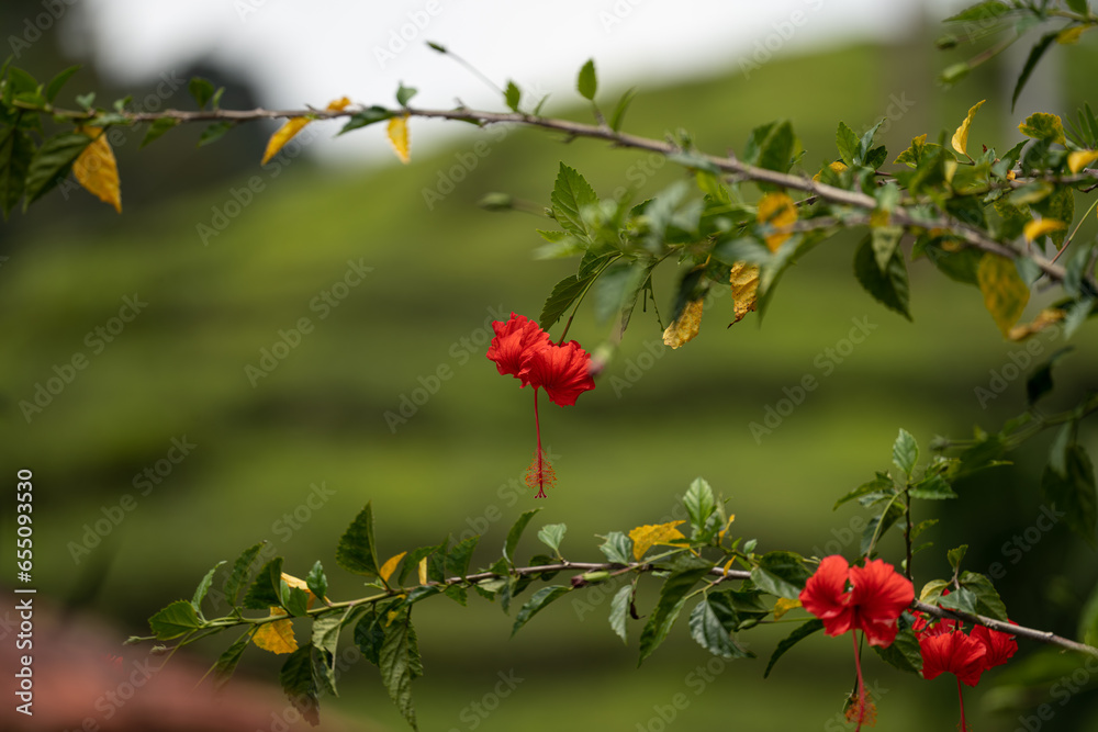 red flowers in the garden red flowers in the garden