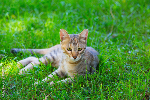 Adorable striped cat plays on the grass in summer time, lying down and standing, looking around and watching something. Life of the stray animals in city public parks