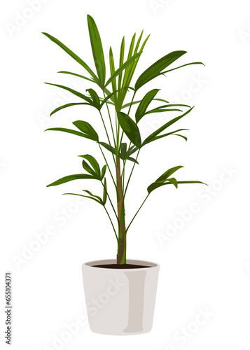 Broadleaf lady palm in a pot, Vector cartoon style, houseplant, Ornamental plant