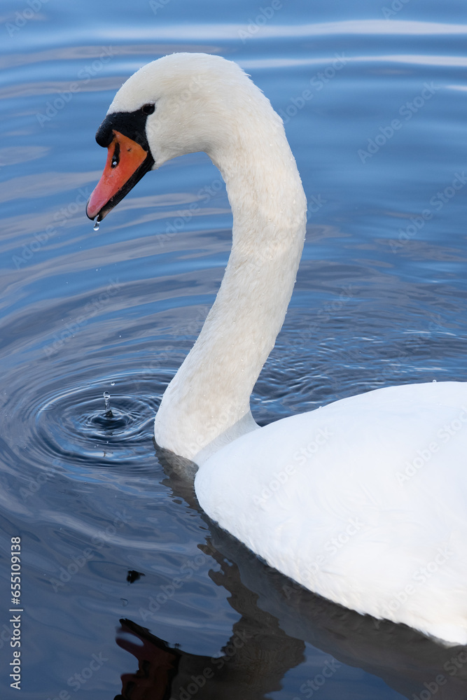 portrait of a swan on blue water portrait of a swan on blue water