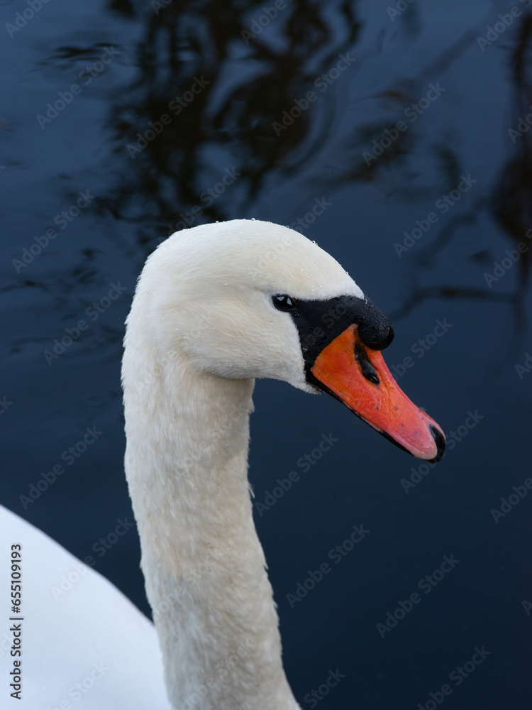 portrait of a swan on blue water portrait of a swan on blue water