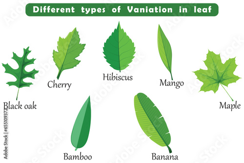 Different types of Vaniation in leaf botanical element