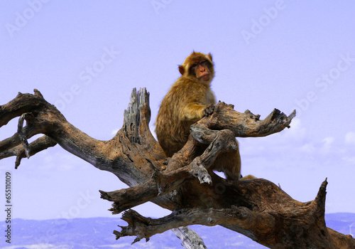 Specimen of Barbary macaque on a tree in the nature reserve of the Rock, Gibraltar.
