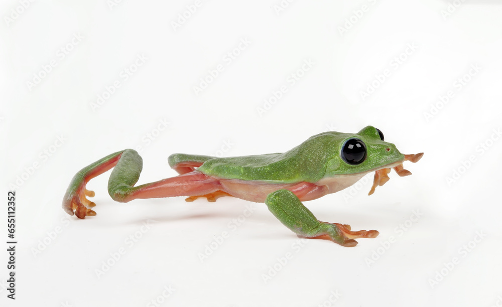 Schwarzaugenlaubfrosch // Morelet's tree frog (Agalychnis moreletii) Schwarzaugenlaubfrosch // Morelet's tree frog (Agalychnis moreletii)