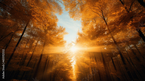Autumn Forest at Sunset with Golden Light and Trees