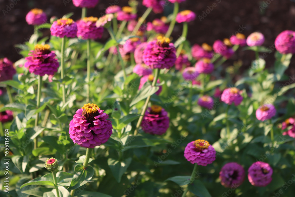 Many bright pink Zinnia plant in bloom in the flowerbed on summer on a sunny day Many bright pink Zinnia plant in bloom in the flowerbed on summer on a sunny day