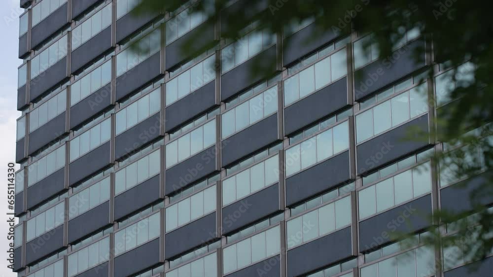 External shot of office windows on a building framed by leaves from a tree