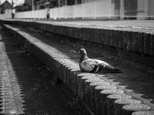 河川敷に佇む鳩
Riverside Tranquility: The Pigeon's Gaze