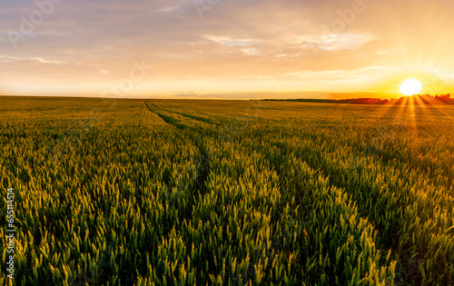 wheat field during amazing sunset or sunrise  wheaten plantation rustic evening landscape with beautiful sunset sky on background