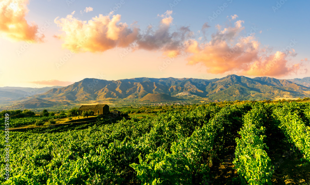Fototapeta premium green rows of wineyard with grape on a winery during sunset with amazing mountains and clouds on background